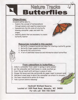 Butterflies