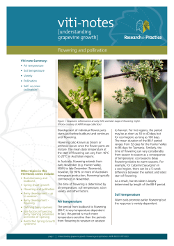 Flowering and pollination - The Australian Wine Research Institute
