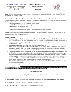 Immunofluoresence Stain Protocol - University of San Diego Home