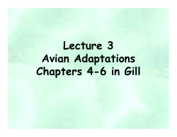 Avian Adaptations