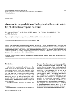 Anaerobic degradation of halogenated benzoic acids by