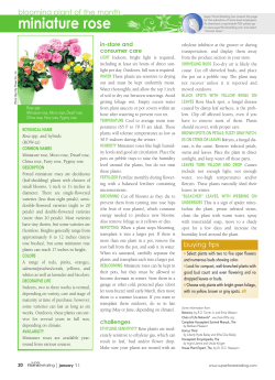miniature rose