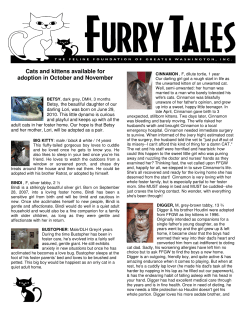 Cats and kittens available for adoption in October and November