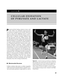 CELLULAR OXIDATION OF PYRUVATE AND LACTATE
