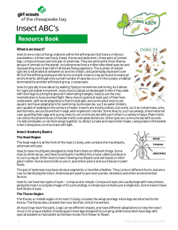 Insects ABC`s Patch Resource Book