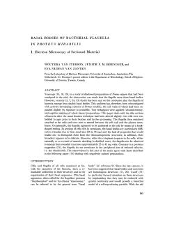 BASAL BODIES OF BACTERIAL FLAGELLA IN PROTEUS