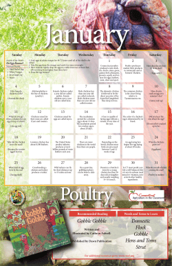 Domestic Flock Gobble Hens and Toms Strut Gobble Gobble