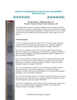 Pedon Description Report - Metric Units