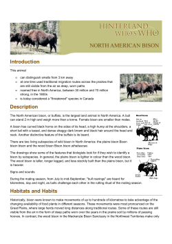 North American Bison EN
