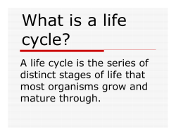 A life cycle is the series of distinct stages of life that most organisms