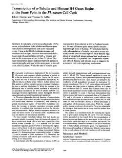 Transcription of a-Tubulin and Histone H4 Genes Begins at the