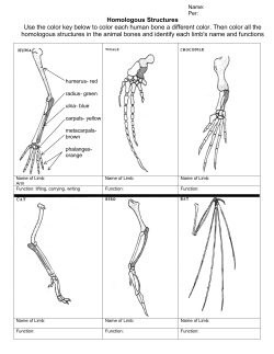 Homologous Structures Use the color key below to color each