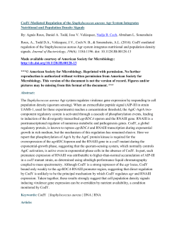 CodY-Mediated Regulation of the Staphylococcus aureus Agr