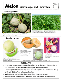 Melon Cantaloupe and Honeydew - WSU Extension