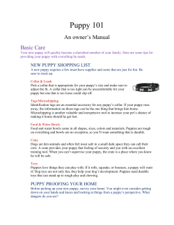 Puppy 101 - Penn Animal Hospital