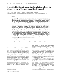 Is photoinhibition of zooxanthellae photosynthesis the primary cause
