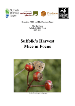 Suffolk`s Harvest Mice in Focus