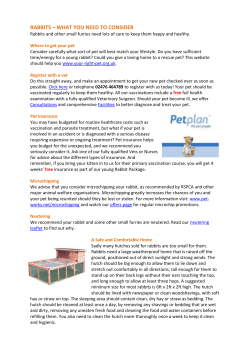 rabbits &ndash; what you need to consider