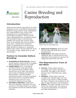 Canine Breeding and Reproduction