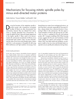 Mechanisms for focusing mitotic spindle poles by minus