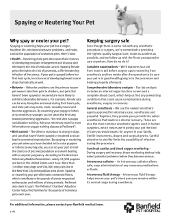 Spaying or Neutering Your Pet
