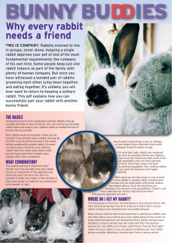 Bunny Buddies - Pet Health Information