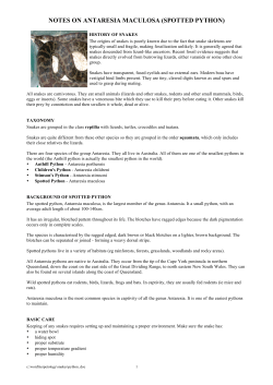 notes on antaresia maculosa (spotted python)