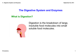 5 - Digestive System and Enzymes