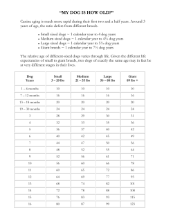 Dog`s Age: Just How Old Is My Dog
