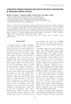 sarcoptic mange found in wolves in the rocky mountains in