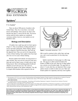 Spiders - UF/IFAS Extension Polk County