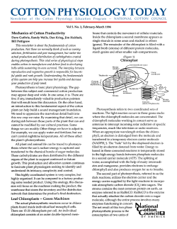 Mechanics of Cotton Productivity