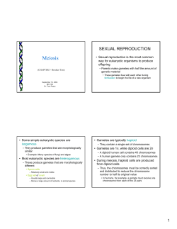 Meiosis
