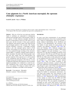 Cone pigments in a North American marsupial