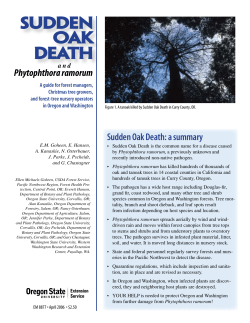 Sudden Oak Death and Phytophthora ramorum
