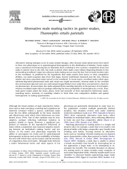 Alternative male mating tactics in garter snakes