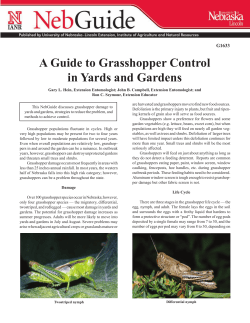 A Guide to Grasshopper Control in Yards and Gardens