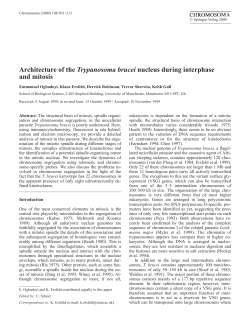Architecture of the Trypanosoma brucei nucleus during interphase