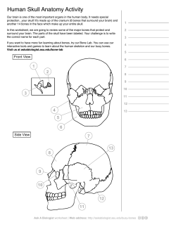 Human Skull Anatomy Activity - Ask a Biologist