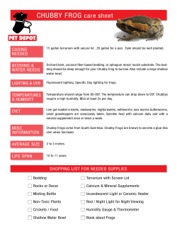 CHUBBY FROG care sheet