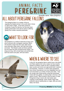 peregrine - Nottinghamshire Wildlife Trust