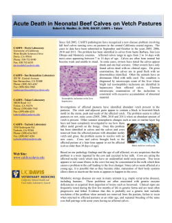Acute Death in Neonatal Beef Calves on Vetch Pastures