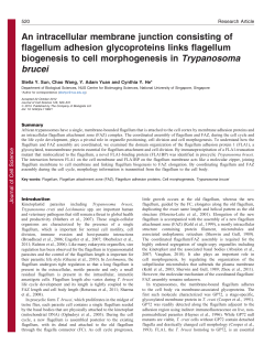 An intracellular membrane junction consisting of flagellum adhesion