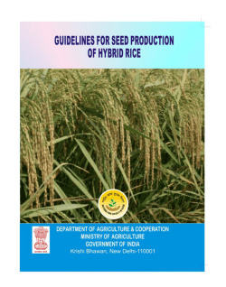 Hybrid rice seed production