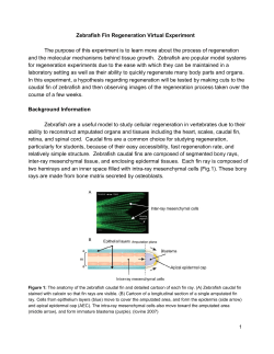 Zebrafish Fin Regeneration Virtual Experiment The purpose of this