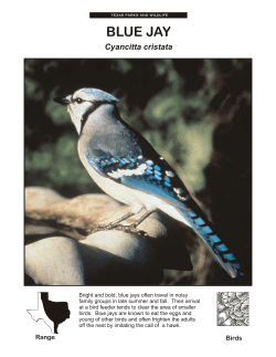 BLUE JAY - Texas the State of Water