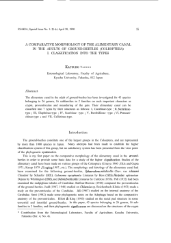 35 A COMPARATIVE MORPHOLOGY OF THE ALIMENTARY