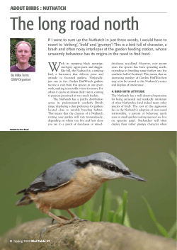 Find out more about Nuthatches