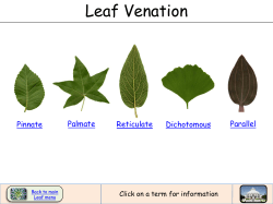 Leaf Venation
