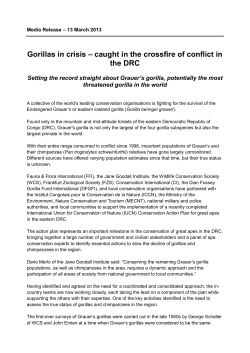 Gorillas in crisis &ndash; caught in the crossfire of conflict in the DRC